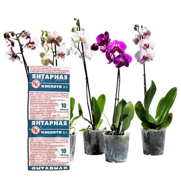 Янтарная кислота для орхидей: правила использования, инструкция как разводить и применять