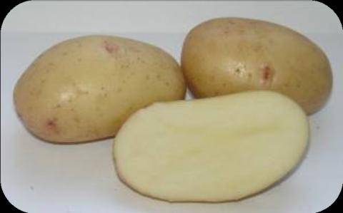Картофель сорта великан отзывы. Сорт картофеля великан. Картофель сорт гигант. Картофель белый великан. Сорт картофеля великан семена.