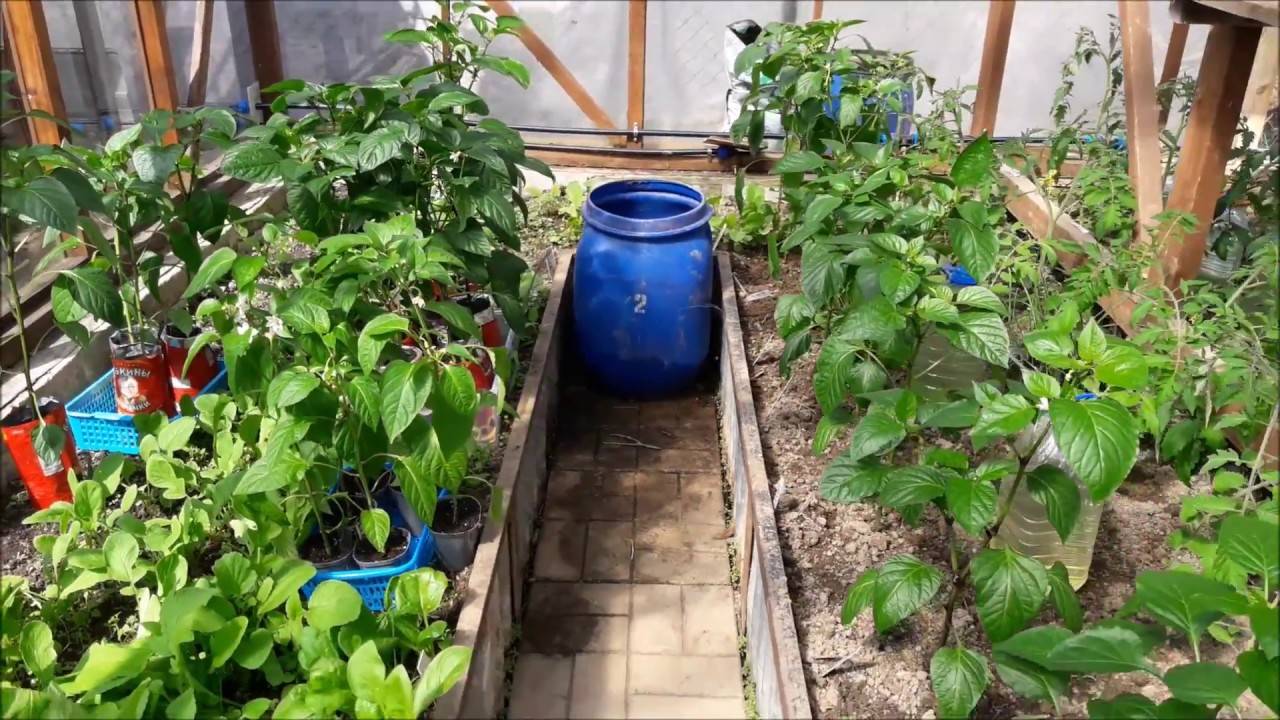 Перец с помидорами в одной теплице | вырасти сад!