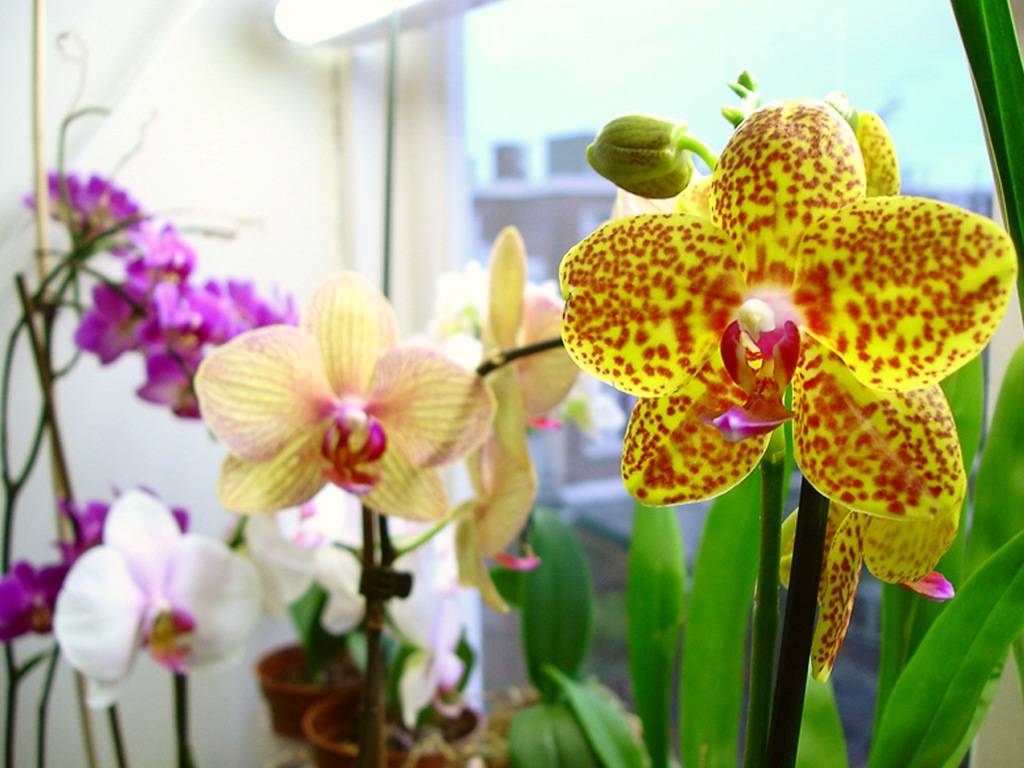 Зеленые орхидеи: описание сортов и правила ухода