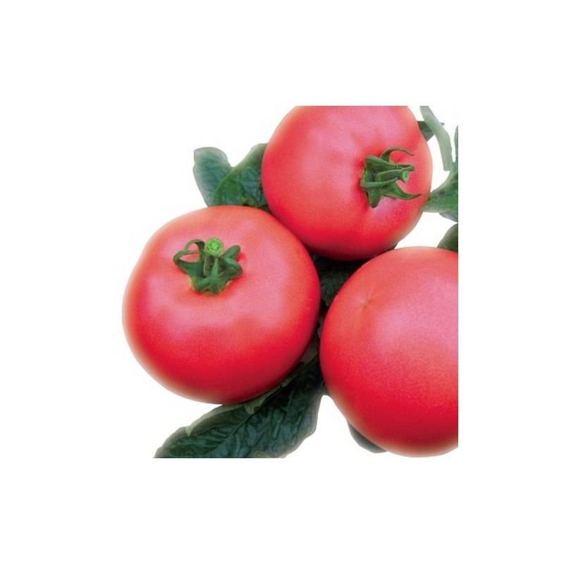 Сорт томата пинк буш: описание и характеристика, отзывы и фото, урожайность, выращивание у ход, особенности посадки на рассаду