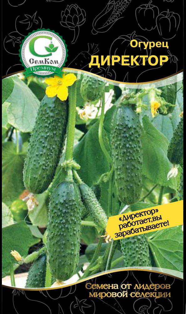 Огурец директор f1