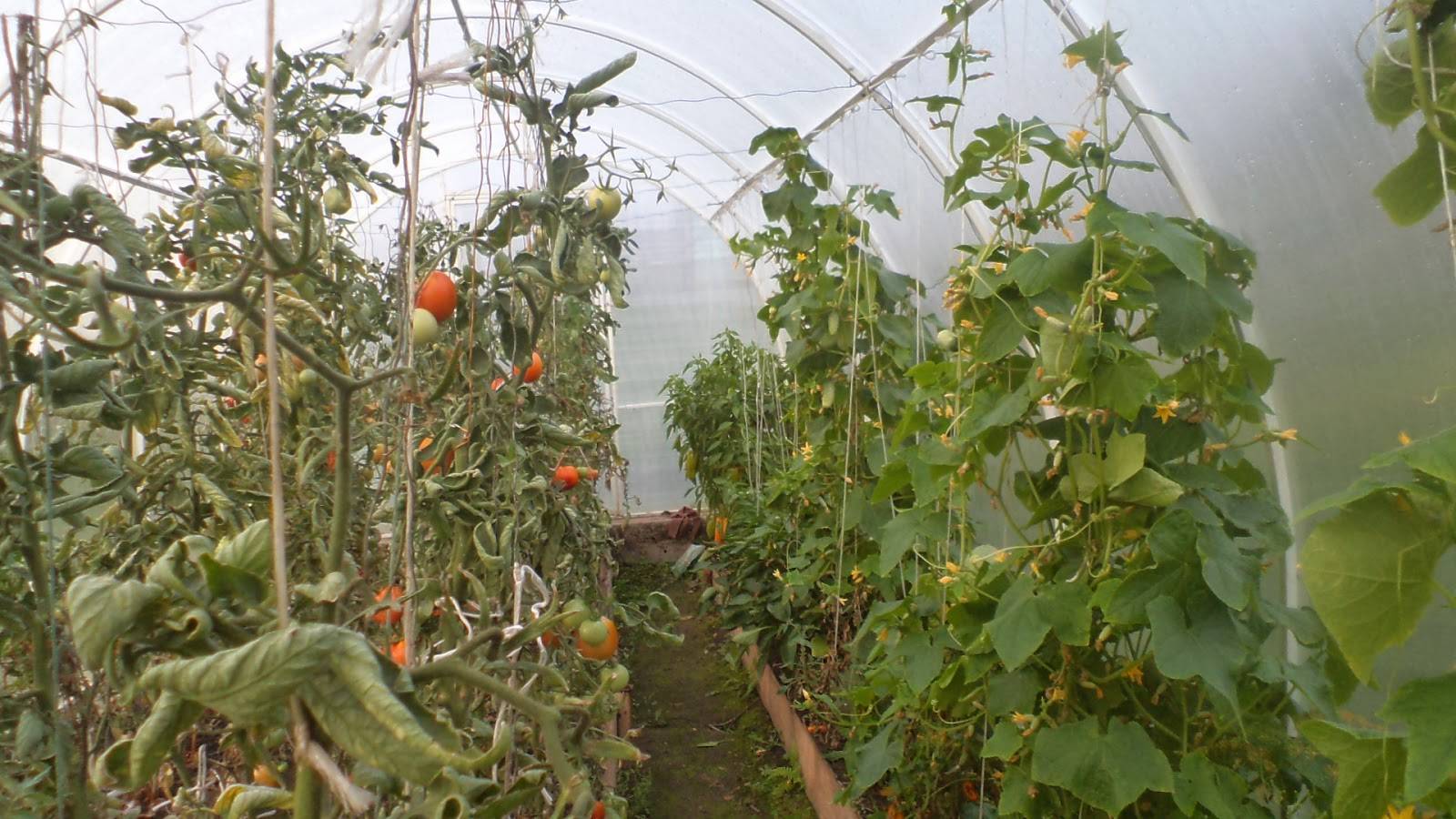 Что делать если не завязываются помидоры в теплице: 4 причины