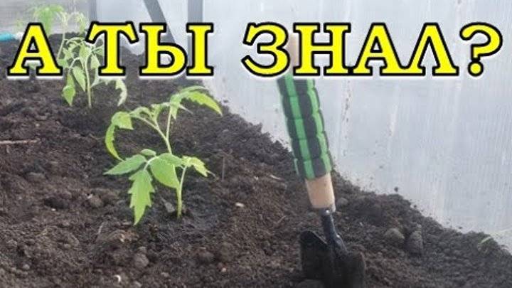 Посадка помидоров лежа, как правильно сажать томаты лежа в теплице