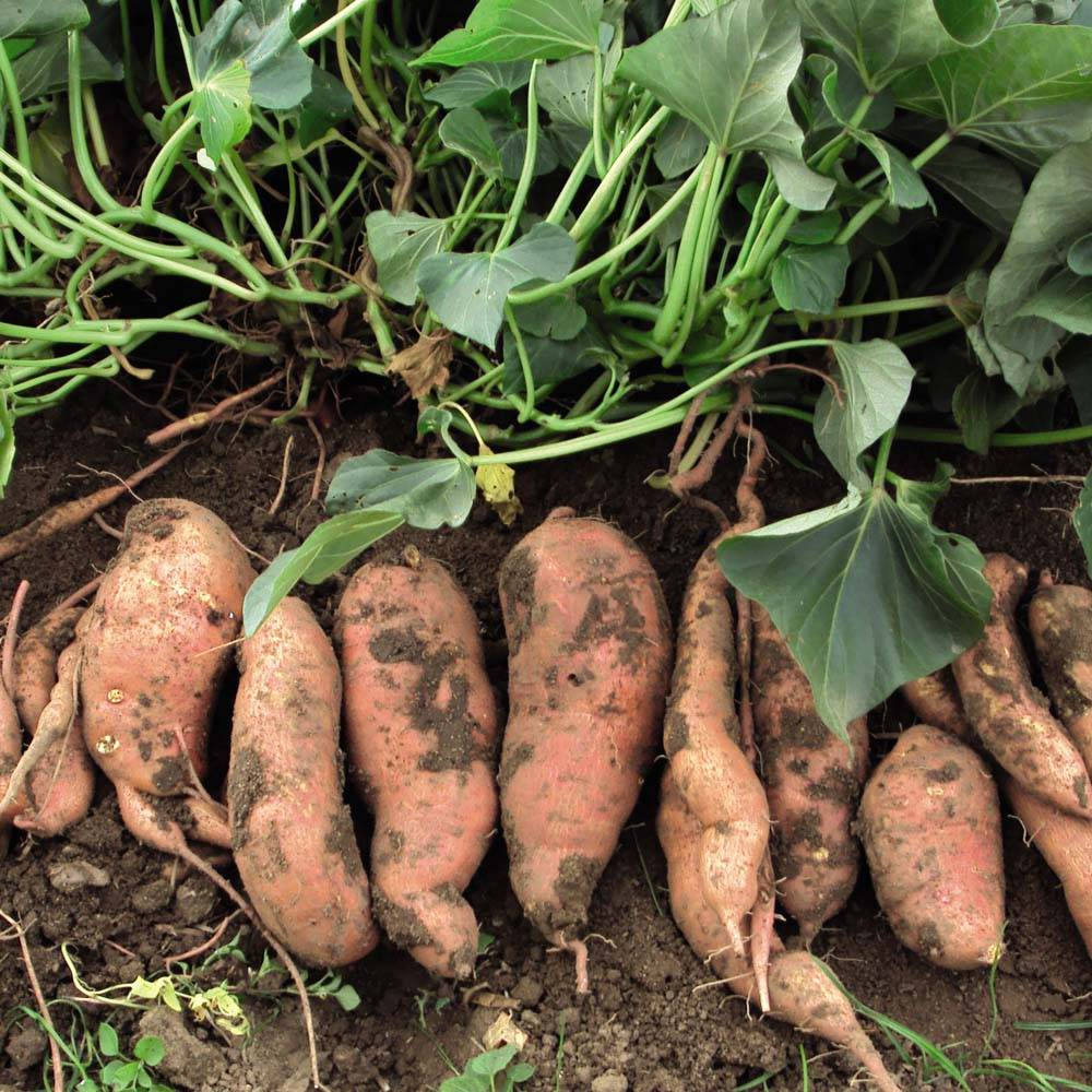 Батат (сладкий картофель): посадка и уход в открытом грунте, выращивание из семян, фото