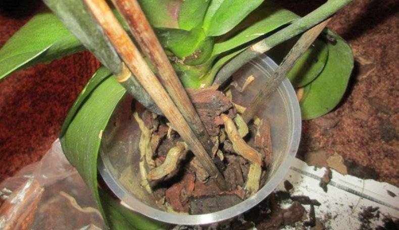 6 причин, почему у орхидеи сохнут корни. как спасти растение и меры профилактики