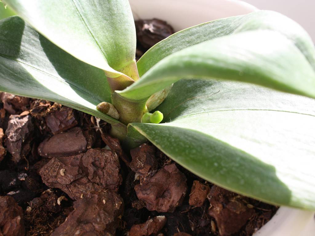 Как растет цветонос у фаленопсиса: как выглядит на фото, как отличить от корня, долго ли формируется, сколько стрелок орхидея выпускает, что делать, если сломался? selo.guru — интернет портал о сельском хозяйстве