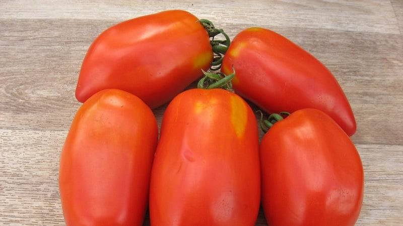 Описание лучших сортов томатов 2018 года