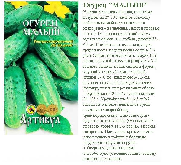 Характеристика кустового огурца малыш и правила выращивания сорта