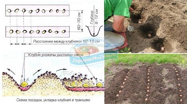 Как и когда сажать картофель в открытый грунт