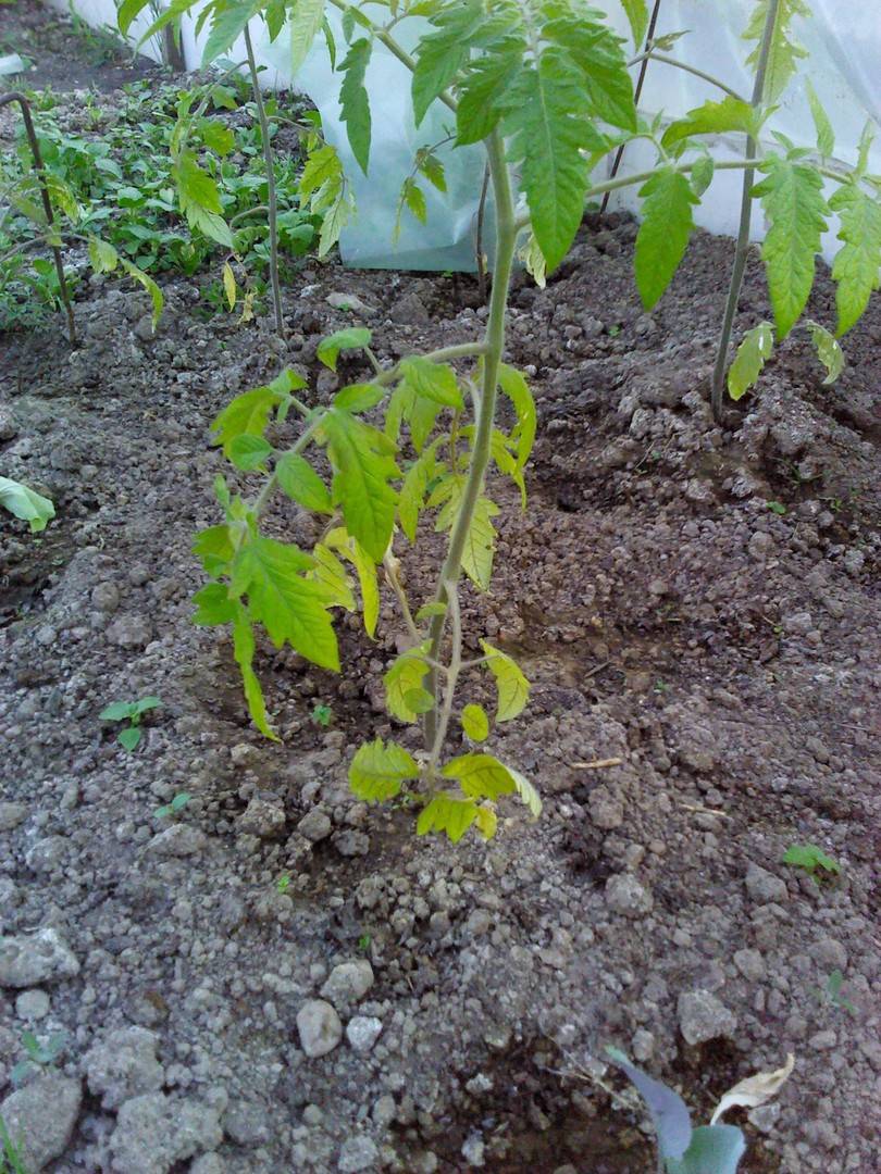 Желтеют листья у помидоров в теплице и открытом грунте: что делать?