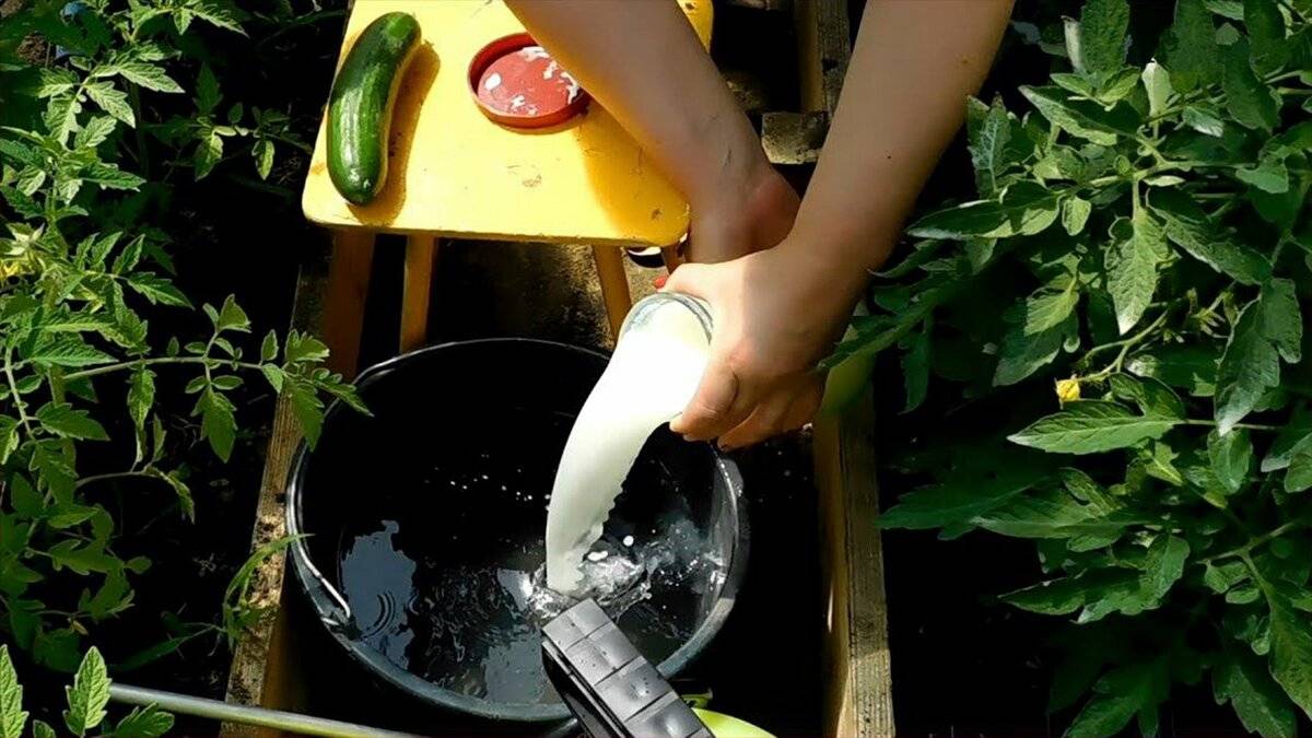 Сыворотка для помидоров и огурцов: опрыскивание и обработка томатов от фитофторы