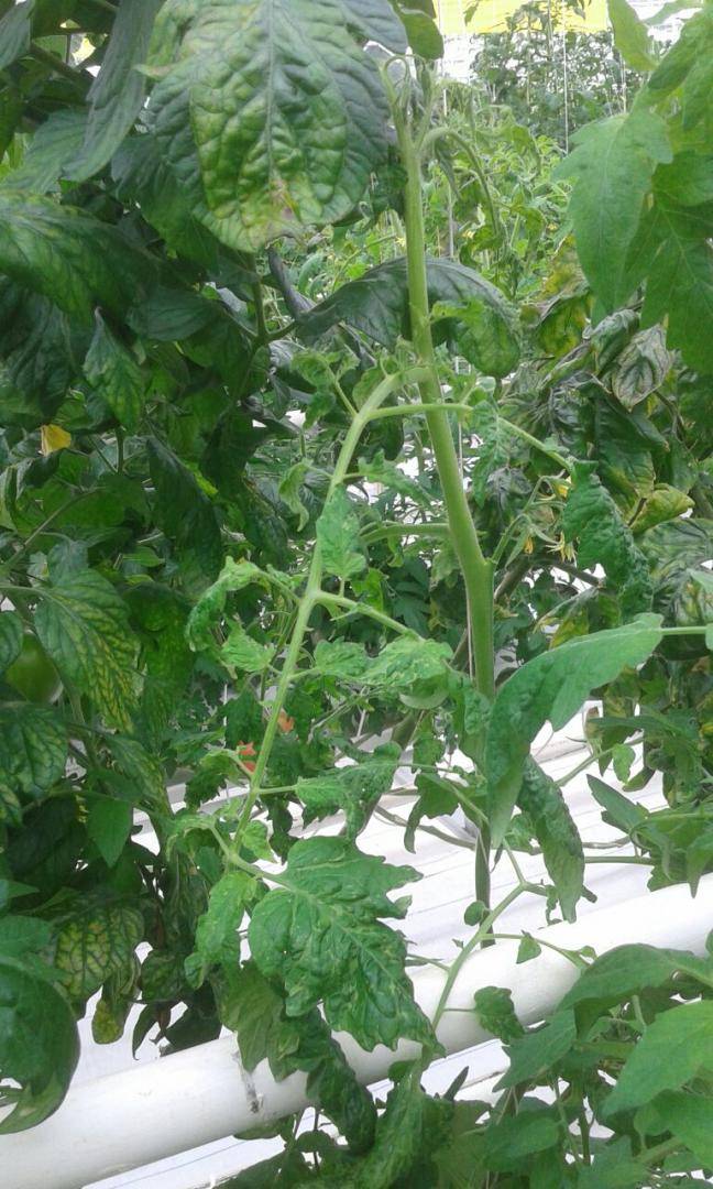 На листьях рассады томатов появились пятна – белые, желтые, черные, прозрачные, фото, что делать