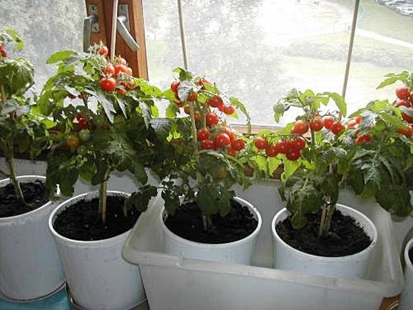 Помидоры на балконе или подоконнике зимой: выращивание, уход, выбор сорта, фото, видео