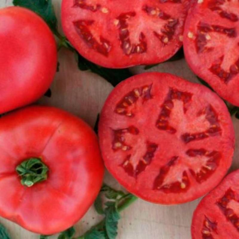 Томат — пинк буш — f1: описание и характеристики сорта, урожайность помидор, рекомендации по выращиванию и фото-материалы