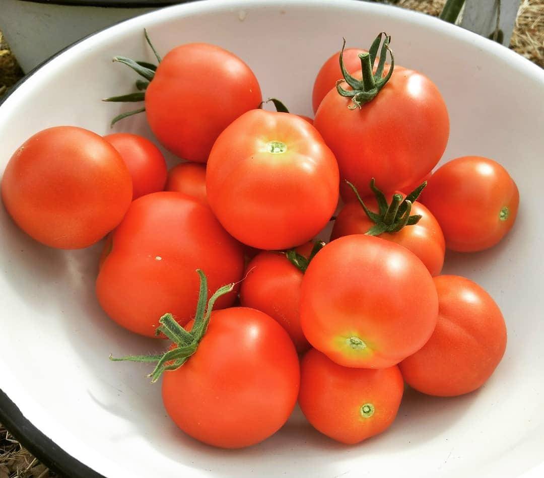 Обзор гибрида томатов «верлиока f1»: