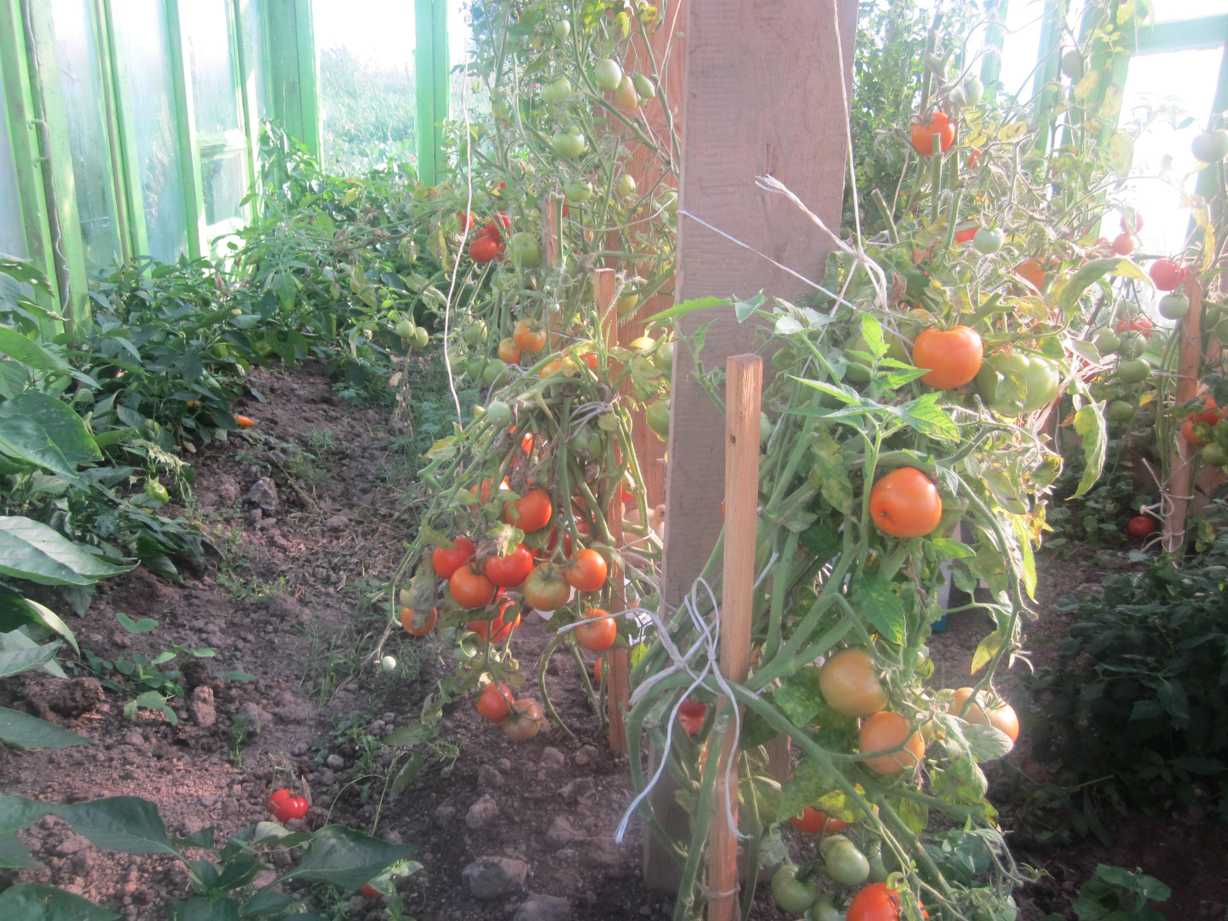 Можно ли сажать перец и помидоры в одной теплице: правила соседства