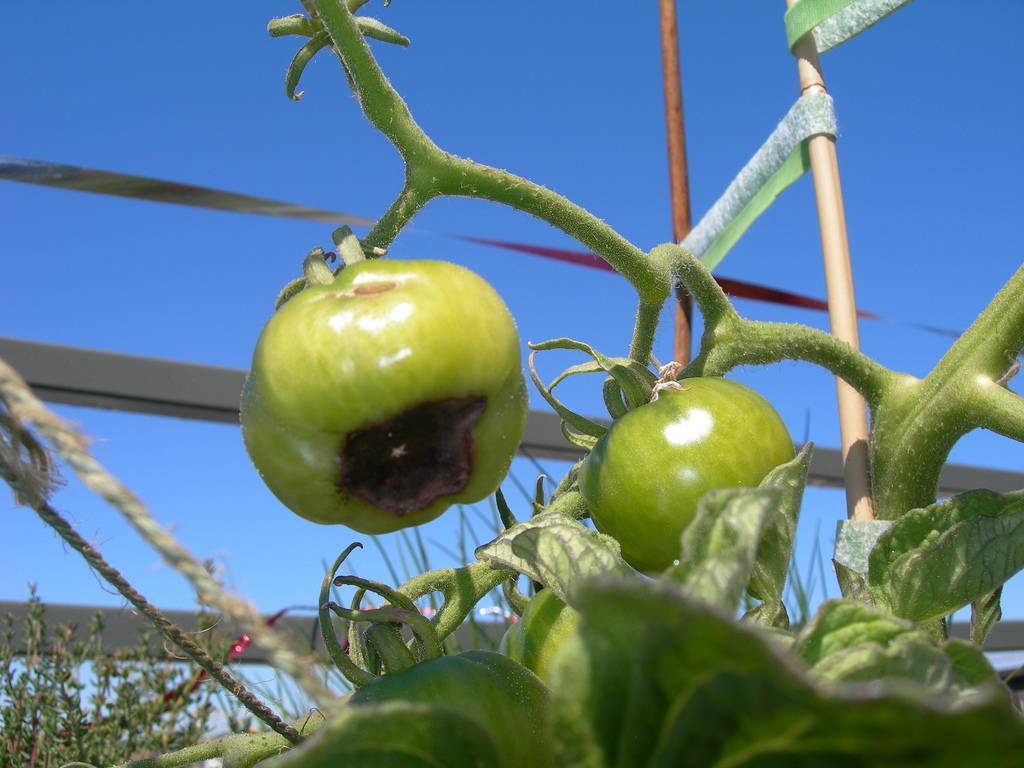Вершинная гниль томатов: как бороться и спасти помидоры народными средствами