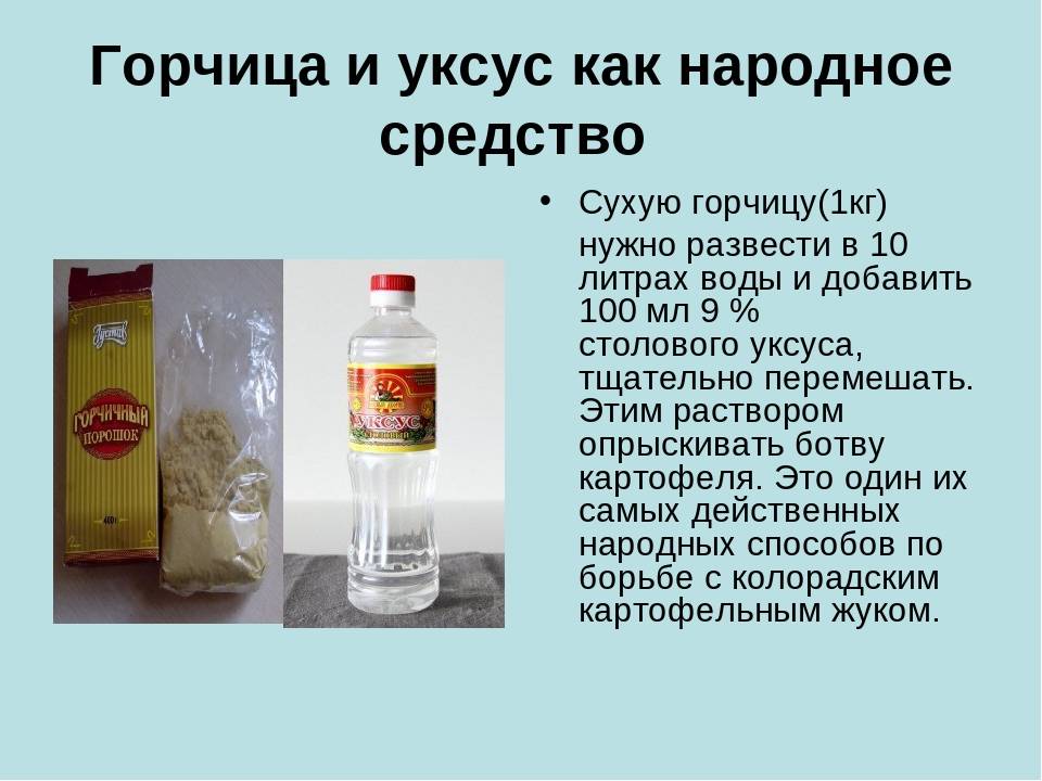 Горчица против колорадского жука: применение в садоводстве