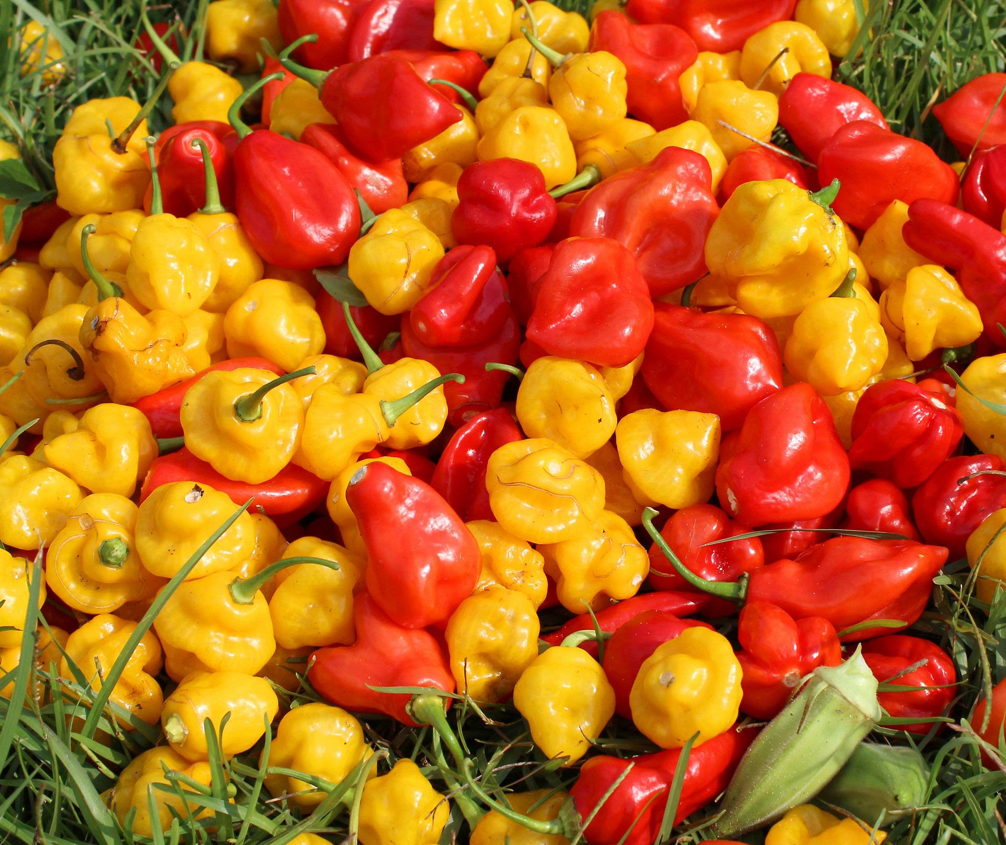 Фото peppers