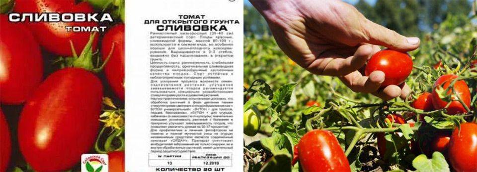 Низкорослые (супердетерминантные) томаты: лучшие сорта для открытого грунта и теплицы