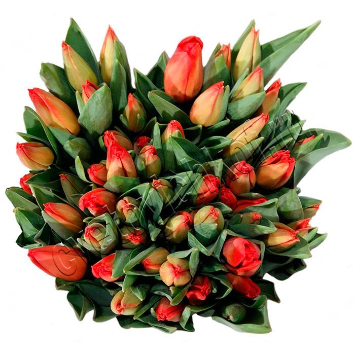 Тюльпан лалибела 12 фото описание сорта тонкости его выращивания