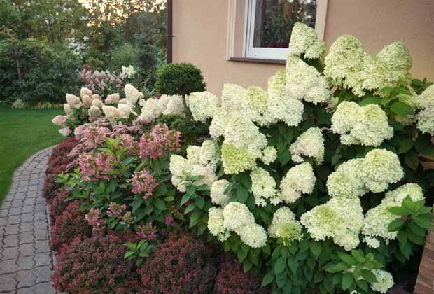 Гортензия метельчатая силвер доллар (hydrangea paniculata silver dollar) — f-000496