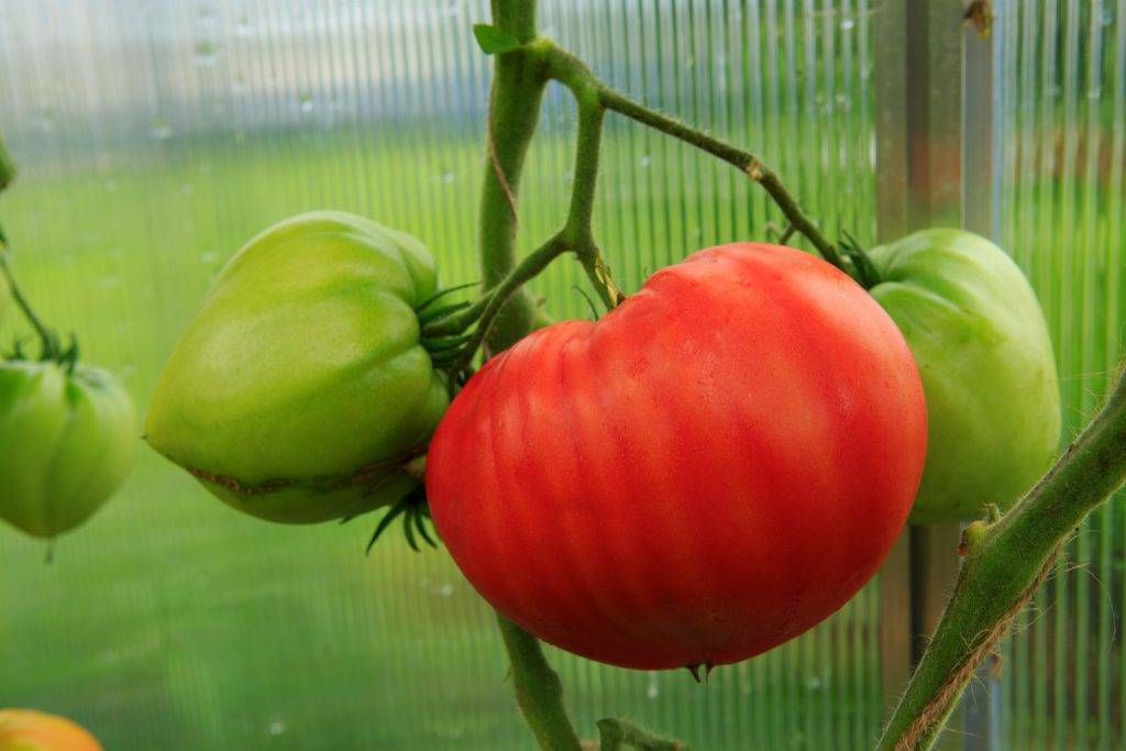 Описание сорта томата толстые щечки и его характеристики – дачные дела