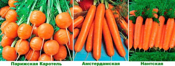 Морковь шантане роял - описание сорта, фото, отзывы, посадка и уход - журнал "совхозик"