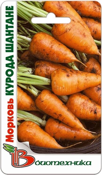 Скороспелые гибриды моркови: шантане, кордоба, ред коред