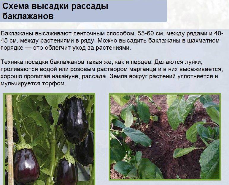 С какого возраста можно баклажан ребенку | уроки для мам