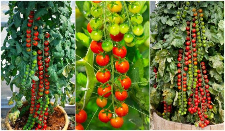 Помидоры рапунцель: описание и характеристика сорта, урожайность с фото
