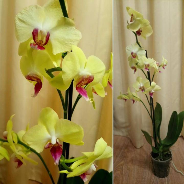 Орхидея желтая: разновидности и фото цветка с желтой окраской - фаленопсис, nebula, розовый wild peach с желтой крапинкой, посадка и уход в горшке