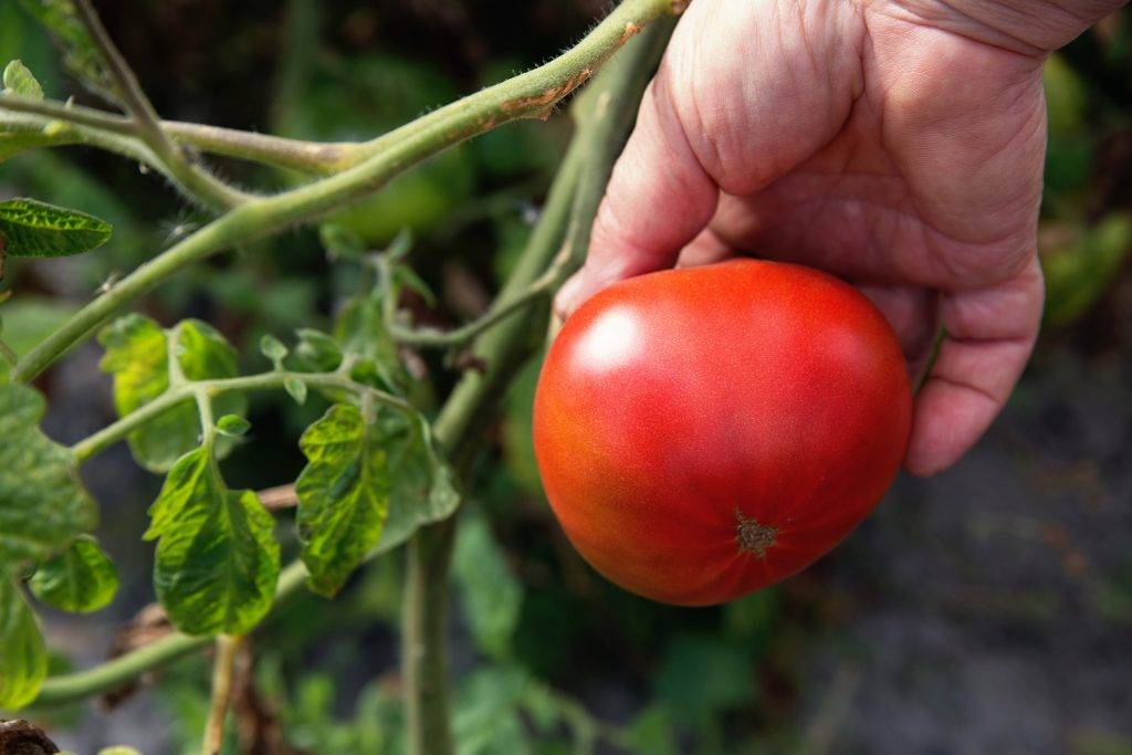 Томат малиновый сюрприз: описание сорта, фото и отзывы об урожайности помидоров, характеристика растения