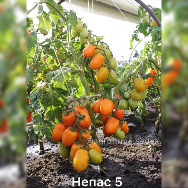 Непасынкующиеся: описание сортов томата, характеристики помидоров, посев