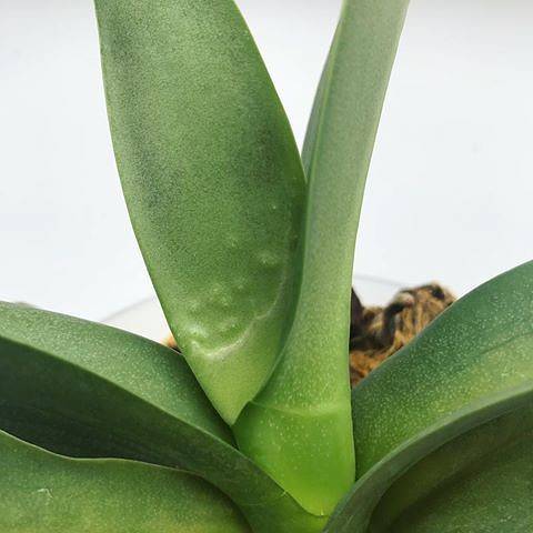 Вредители орхидей: трипсы. борьба с насекомыми в домашних условиях, советы для начинающих цветоводов.