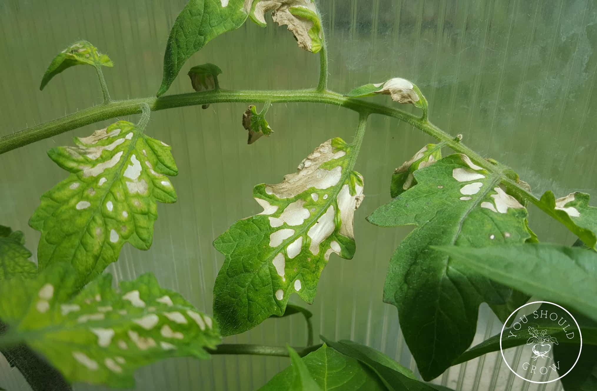 Желтые пятна на листьях томатов: причины, лечение, профилактика