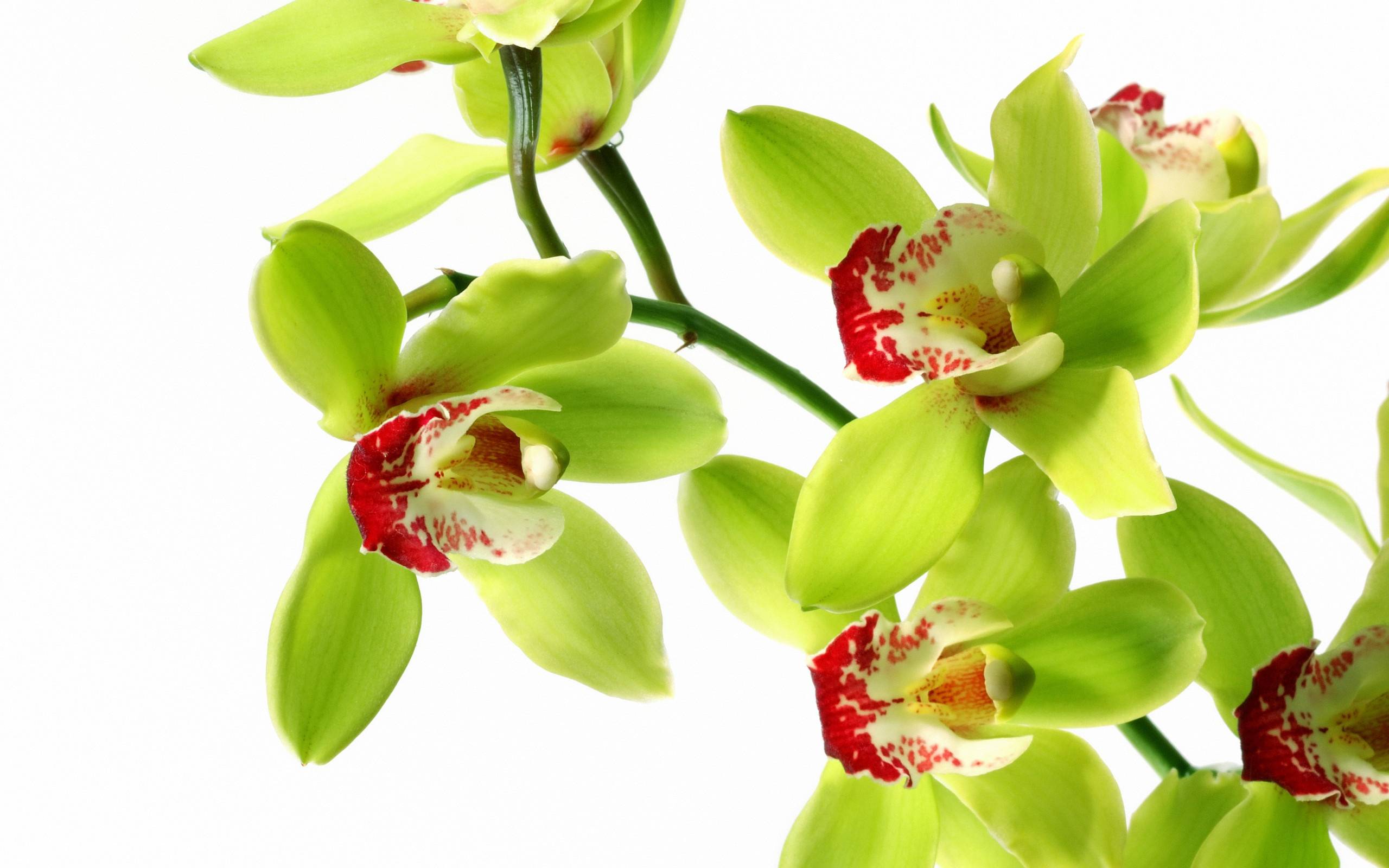 Королевская орхидея (24 фото): описание больших орхидей фаленопсис, выращивание гигантских цветов, самые крупные орхидеи в мире