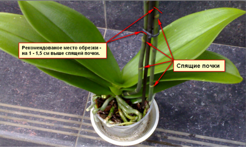 Узнайте, почему желтеют листья у орхидеи фаленопсис