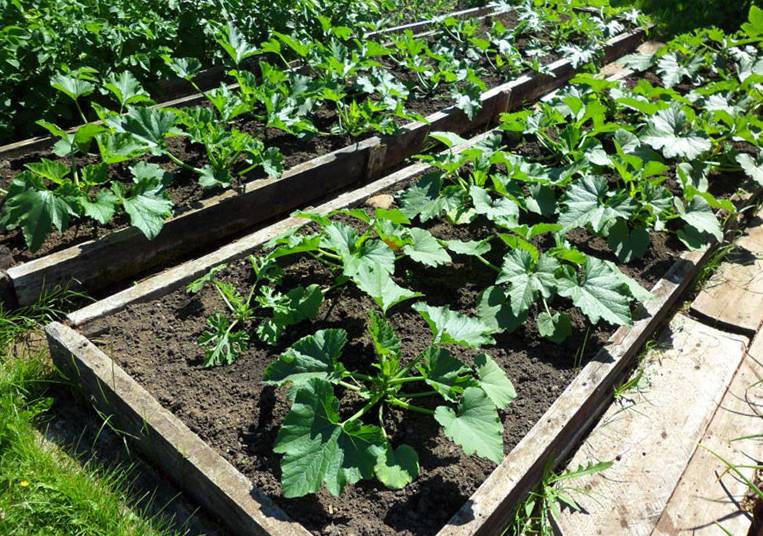 Как вырастить кабачок: от подготовки семян до уборки урожая