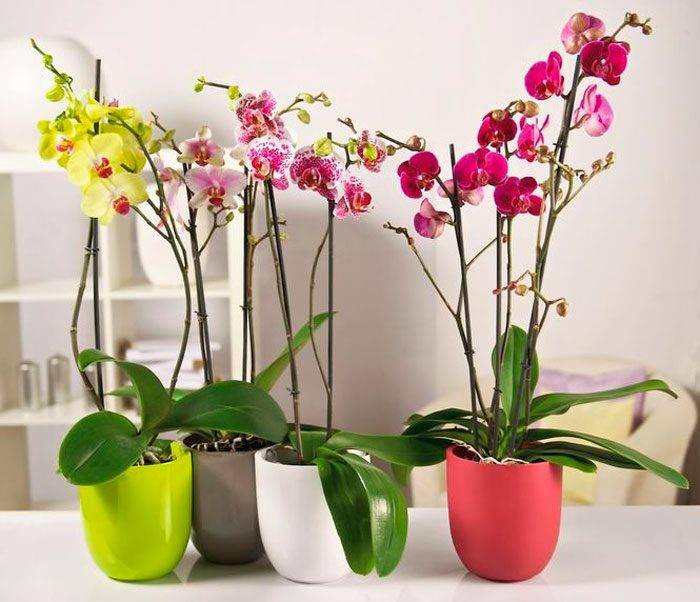 Сколько цветет орхидея фаленопсис в домашних условиях: когда, как часто и надолго ли можно продлить этот период времени в году, а также правильный уход