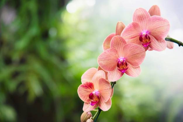 Как выглядят орхидеи в природе: как выращивать цветок в горшке, как должны выглядеть листья, корни и стрелки растения на фото?