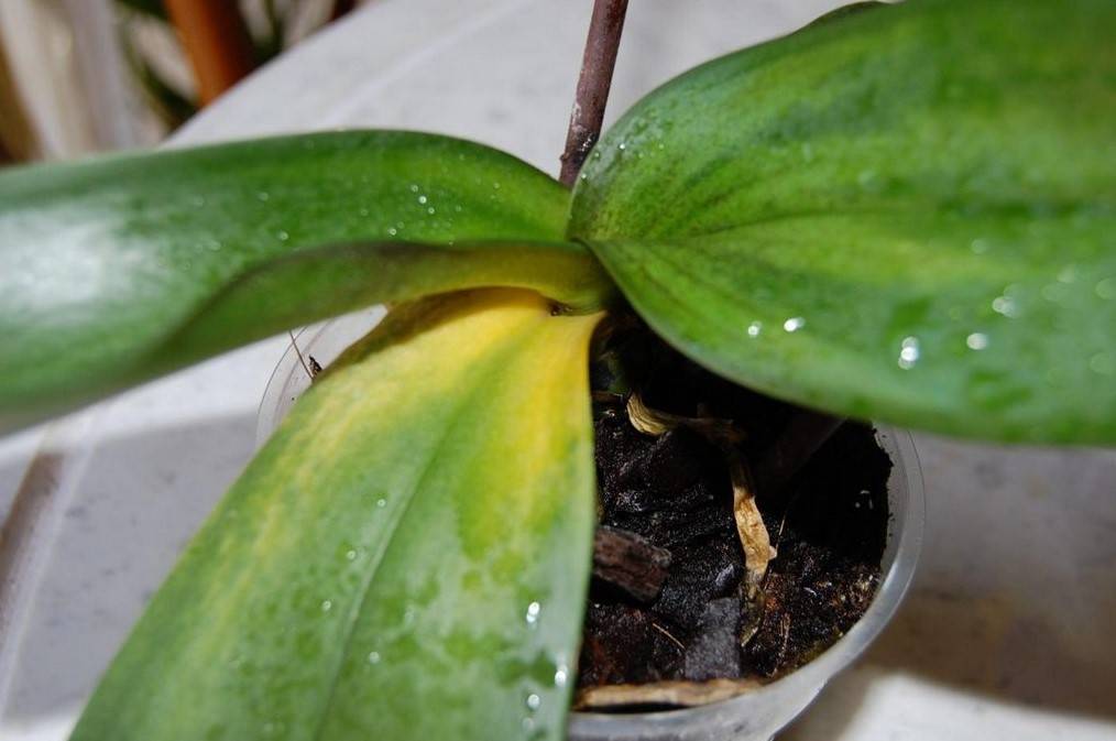 Почему на листьях орхидеи липкие капли и что делать?