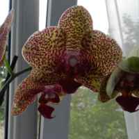 Семь белых орхидей, которые трудно не полюбить с первого взгляда