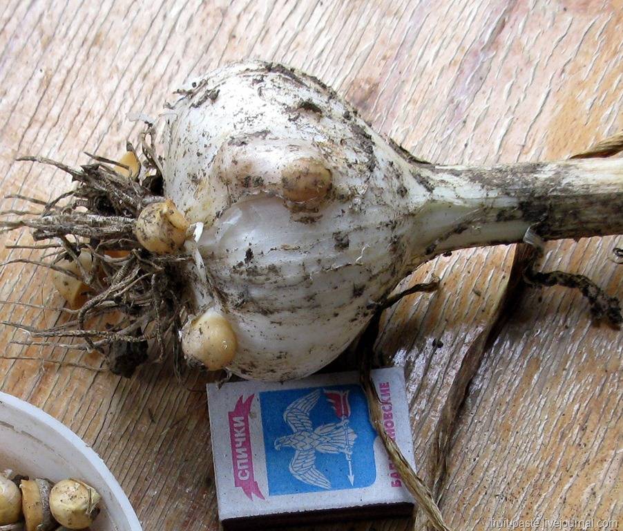 Выращивание рокамболь из лука и чеснока