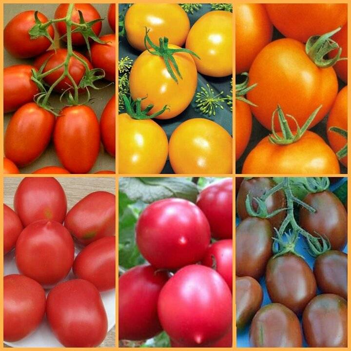 Лучшие сорта томатов 2018 года: отзывы — selok.info