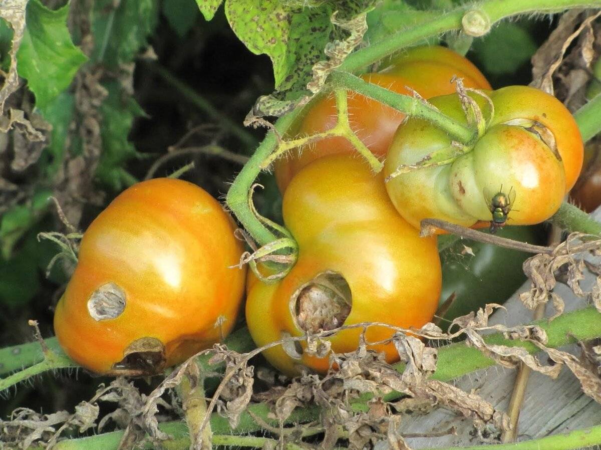 Гниль на помидорах серая, белая и черная: каковы отличия от пятнистости листьев, как бороться, чем лечить плоды томатов в теплице, как избавиться на рассаде?
