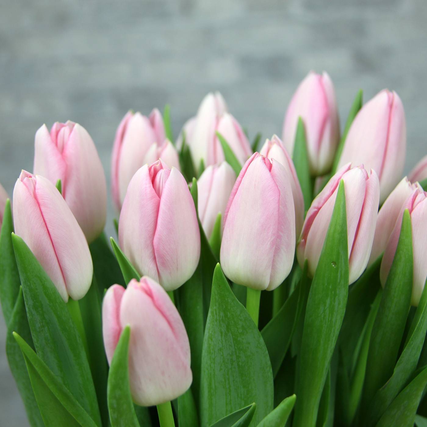 Новинки голландских тюльпанов