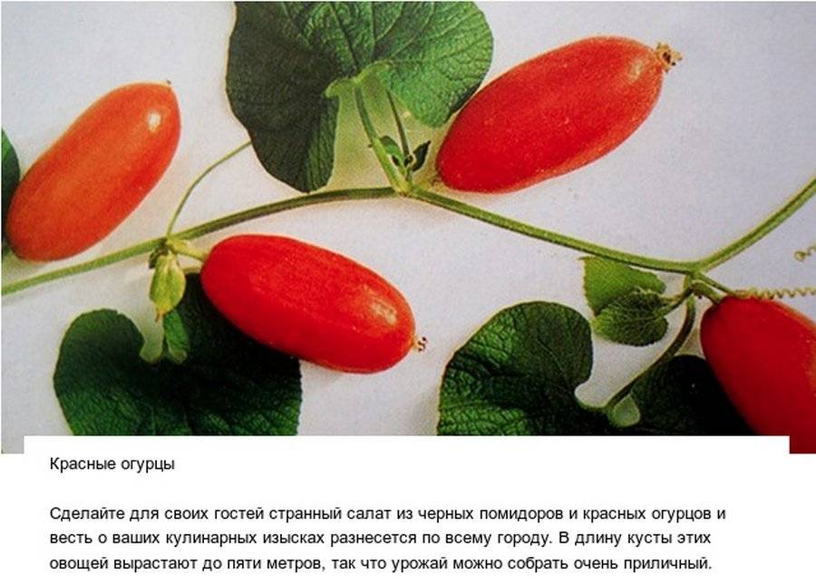 Красные огурцы (сомнительная тладианта): где взять семена и как вырастить плоды, где их использовать и чем они хороши