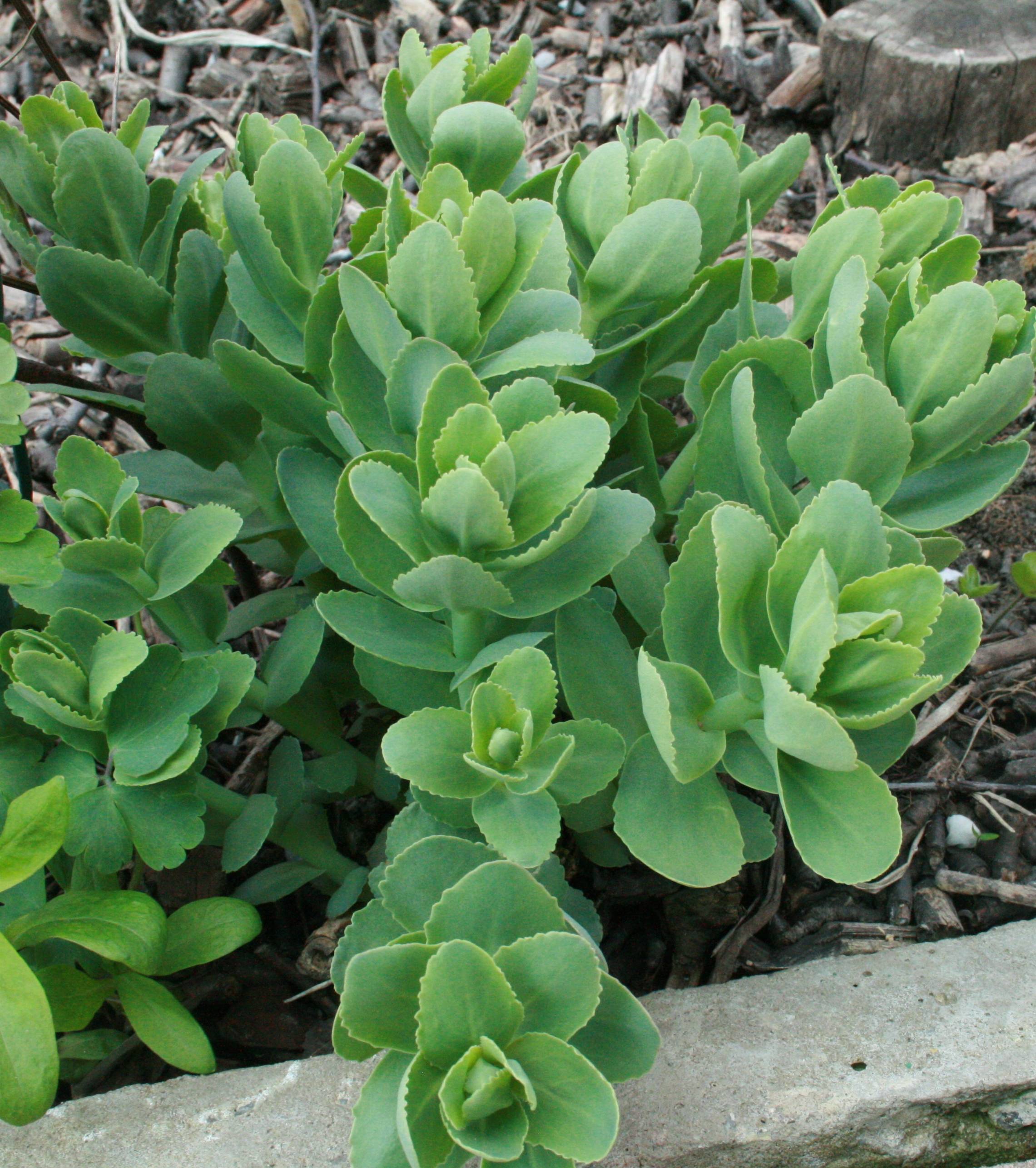 Заячья капуста Sedum